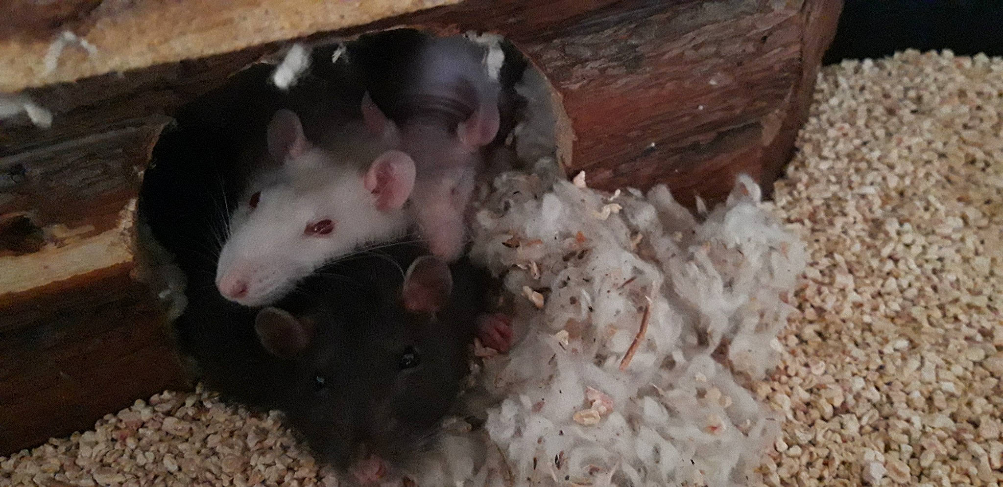 Doby participe au concours pour gagner de l'argent avec cette photo : chinchilla, eye, fawn, fur, gerbil, hamster, mammal, mouse, muridae, muroidea, pest, rat, rodent, snout, whiskers