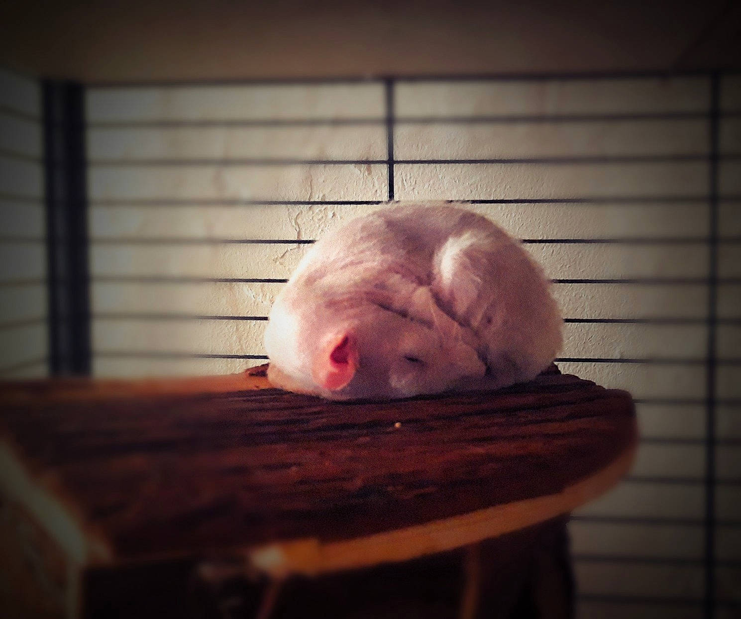 Doby a rejoint le concours — aidez-le/la à gagner de superbes lots ! baby, cheek, child, chinchilla, ear, gerbil, hamster, head, rodent, sky, snout, square, whiskers, wood