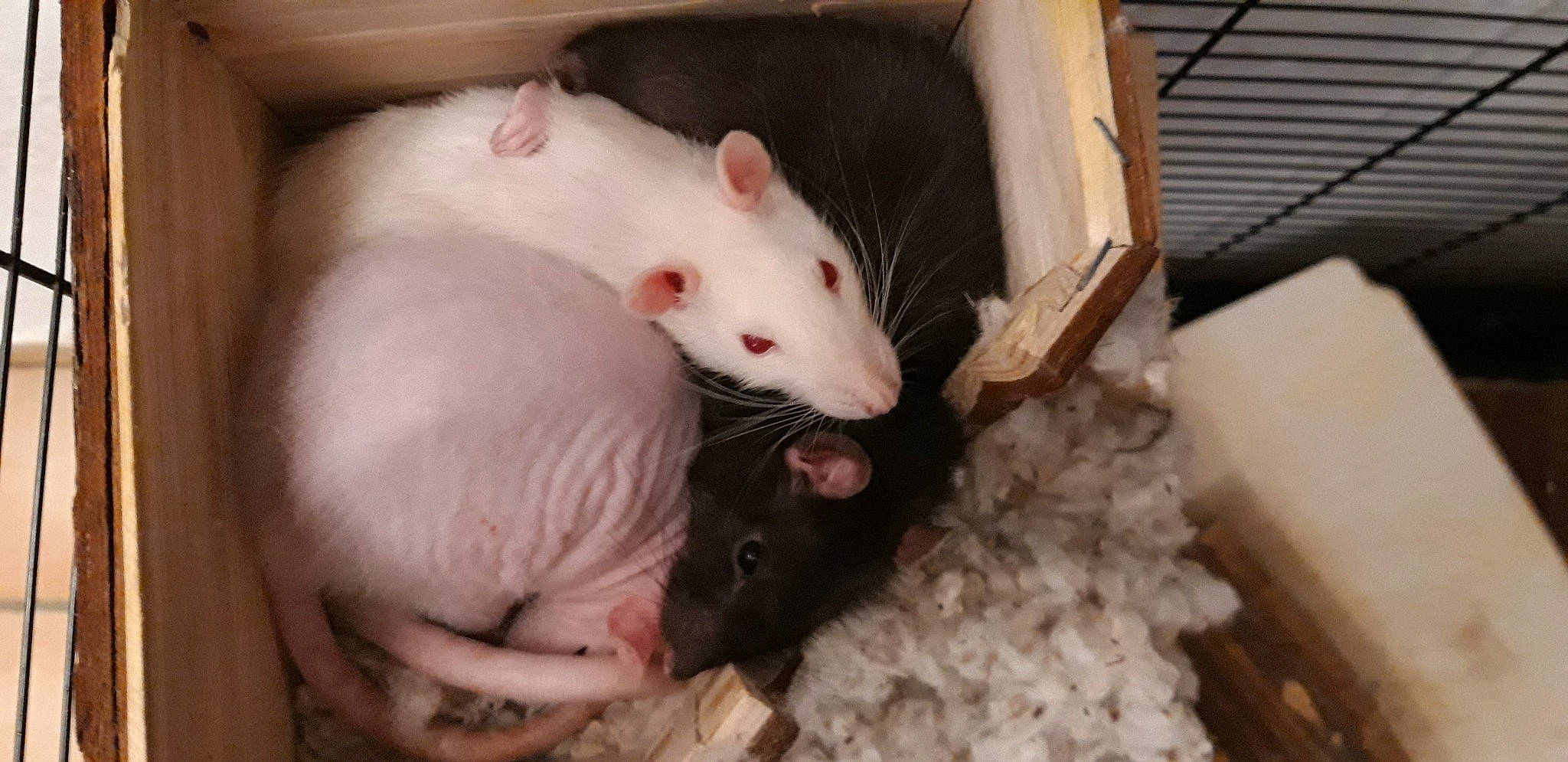 Doby participe au concours pour gagner de l'argent avec cette photo : eye, fawn, fur, gerbil, hamster, iris, mammal, mouse, muridae, muroidea, nose, organism, pest, rat, rodent, skin, snout, tail, vertebrate, whiskers