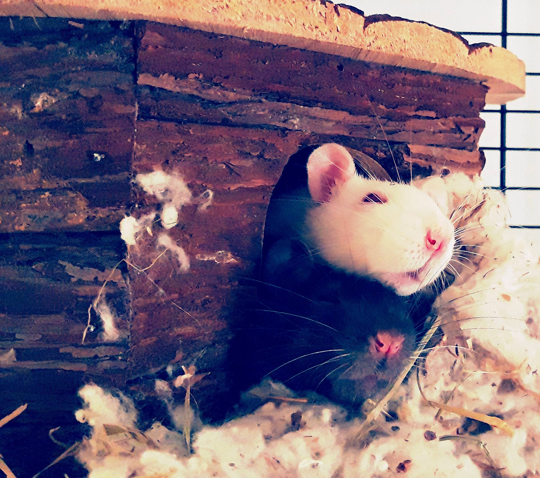 Bidibou a rejoint le concours — aidez-le/la à gagner de superbes lots ! cloud, fawn, fur, gerbil, hamster, mouse, muridae, muroidea, nose, pest, rat, rodent, sky, snout, square, whiskers