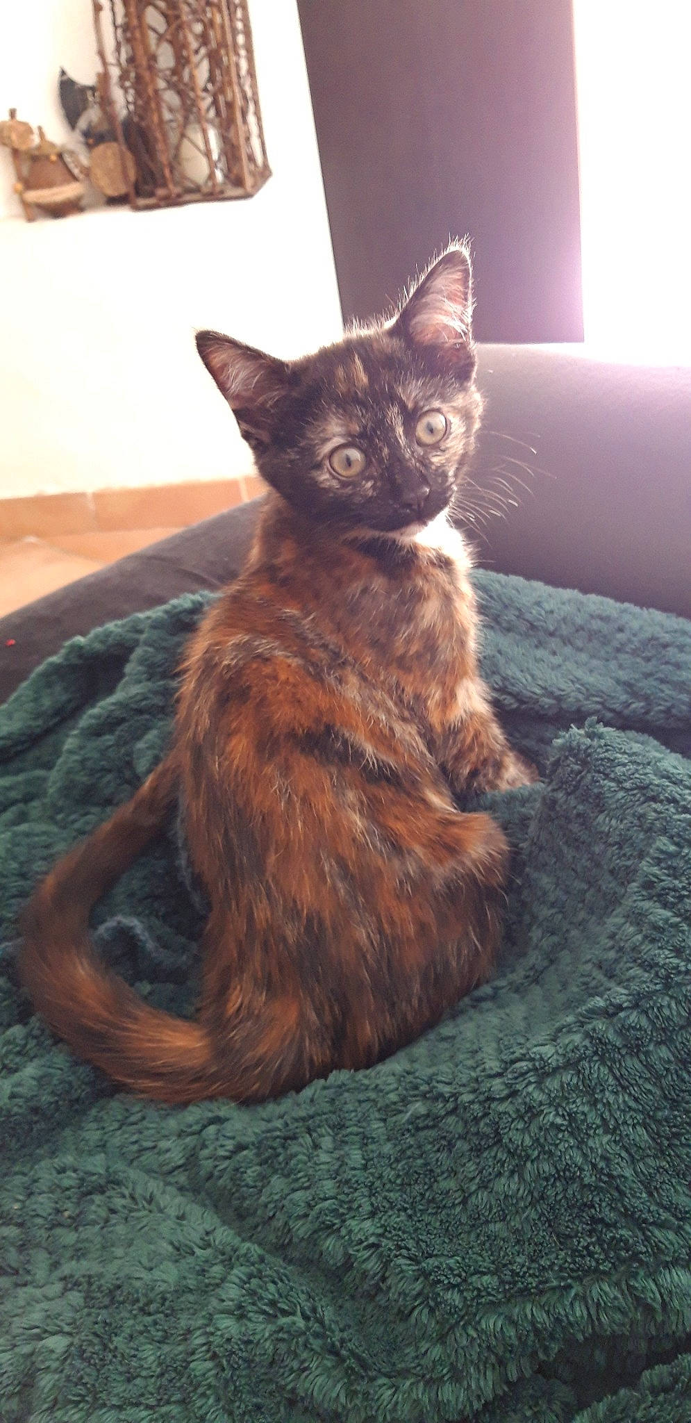 Mandragore participe au concours pour gagner de l'argent avec cette photo : asian, carnivore, cat, devon_rex, domestic_short_haired_cat, fawn, felidae, german_rex, kitten, mammal, oriental_longhair, sitting, small_to_medium_sized_cats, tail, vertebrate, whiskers