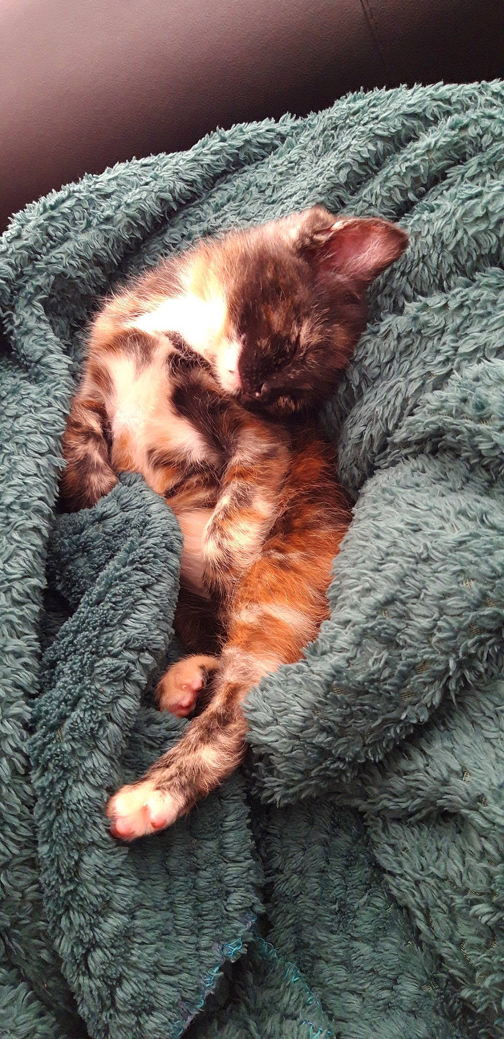 Mandragore participe au concours pour gagner de l'argent avec cette photo : carnivore, cat, claw, cornish_rex, devon_rex, domestic_short_haired_cat, european_shorthair, fawn, felidae, fur, german_rex, kitten, laperm, nap, paw, rex_cat, sleep, small_to_medium_sized_cats, snout, whiskers