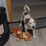 animal, brown_and_white, curious, dog, domestic, ears, floor, heater, home, indoor, jack_russell_terrier, looking, pet, plush, rug, standing, tail, teddy_bear, toy, wooden_floor