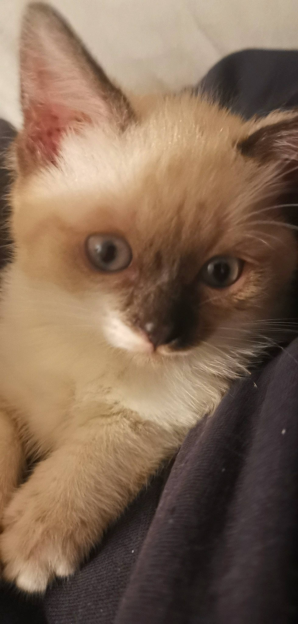 Hina participe au concours pour gagner de l'argent avec cette photo : balinese, carnivore, cat, close_up, domestic_short_haired_cat, eye, fawn, felidae, fur, small_to_medium_sized_cats, snout, tail, terrestrial_animal, thai, whiskers