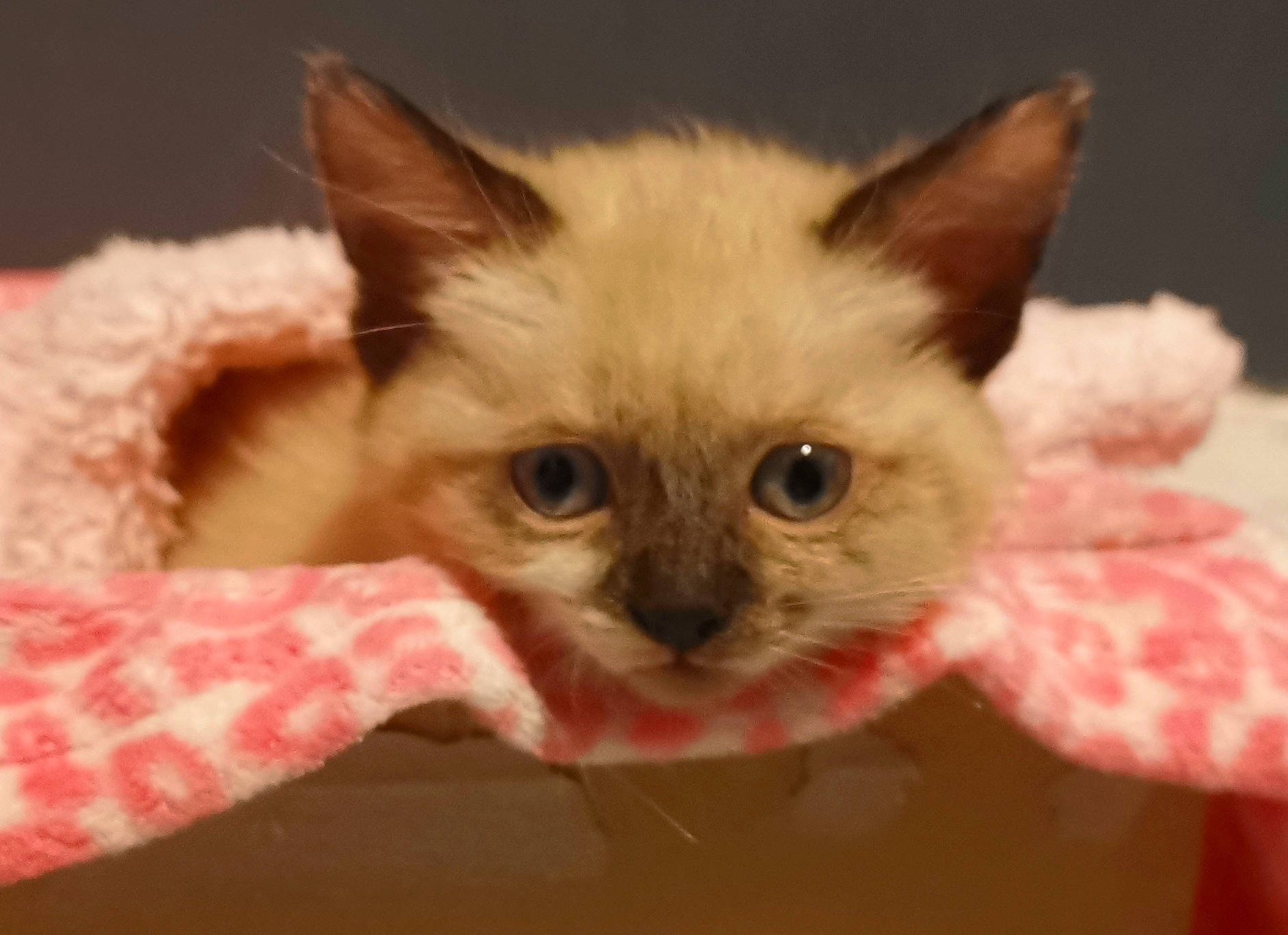 Hina participe au concours pour gagner de l'argent avec cette photo : carnivore, cat, claw, eye, fawn, felidae, fur, paw, small_to_medium_sized_cats, snout, tail, whiskers