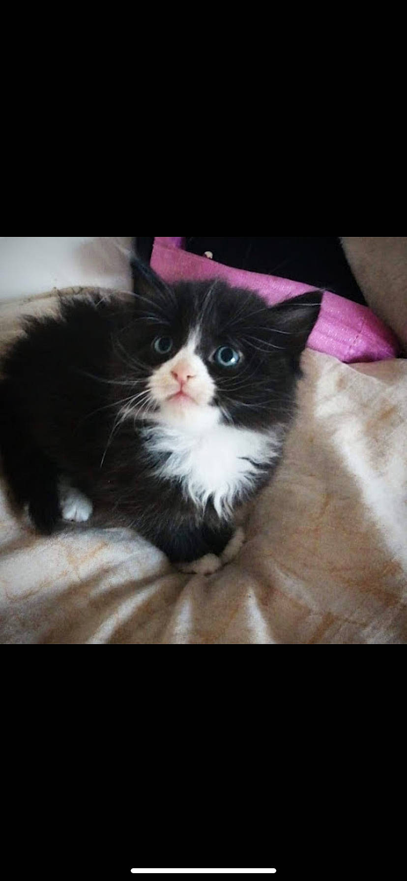 Charly a rejoint le concours — aidez-le/la à gagner de superbes lots ! box, carnivore, cat, comfort, darkness, eye, felidae, fur, paw, rectangle, small_to_medium_sized_cats, tail, whiskers, window