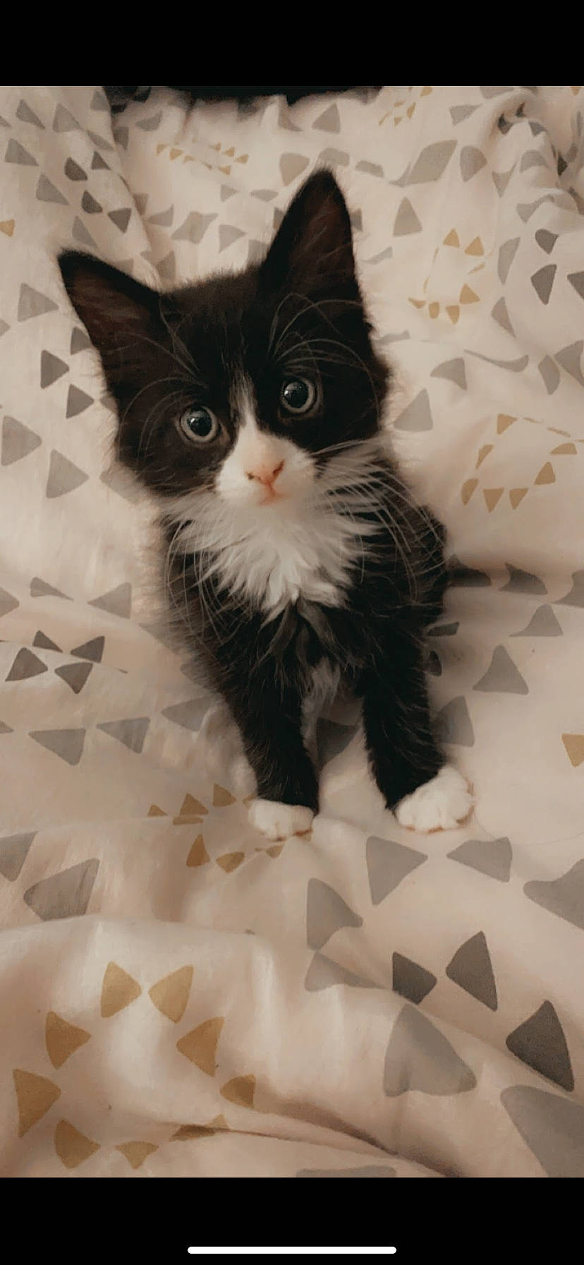 Charly a rejoint le concours — aidez-le/la à gagner de superbes lots ! box, cardboard, carnivore, cat, claw, domestic_short_haired_cat, eye, fawn, felidae, flooring, fur, iris, packaging_and_labeling, paw, sitting, small_to_medium_sized_cats, snout, tail, terrestrial_animal, whiskers