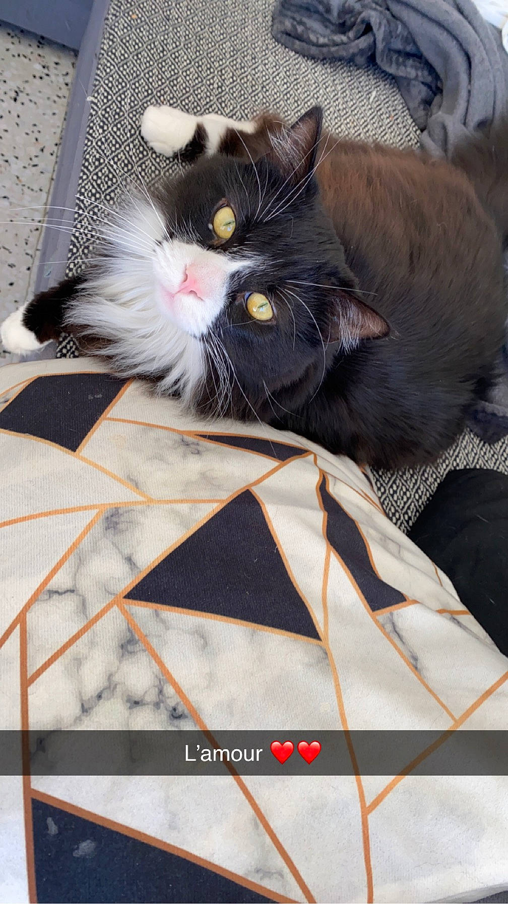 Charly a rejoint le concours — aidez-le/la à gagner de superbes lots ! bag, carnivore, cat, claw, comfort, domestic_short_haired_cat, felidae, fur, grey, pattern, paw, small_to_medium_sized_cats, tail, whiskers