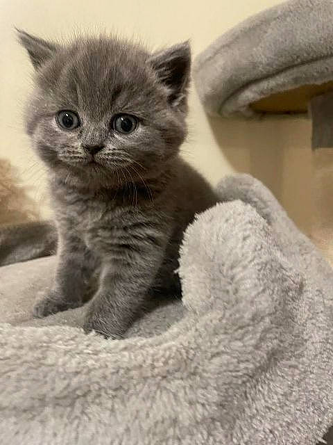 Nikki joined the competition — help win amazing prizes! carnivore, cat, claw, comfort, domestic_short_haired_cat, eye, felidae, fur, grey, monochrome, monochrome_photography, paw, russian_blue, small_to_medium_sized_cats, snout, tail, terrestrial_animal, whiskers