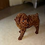 puppy, dog, brown, curly_fur, cute, pet, indoor, floor, animal, canine, young_dog, walking, fur, small_dog, adorable, mammal, companion, curious, domestic_animal, portrait