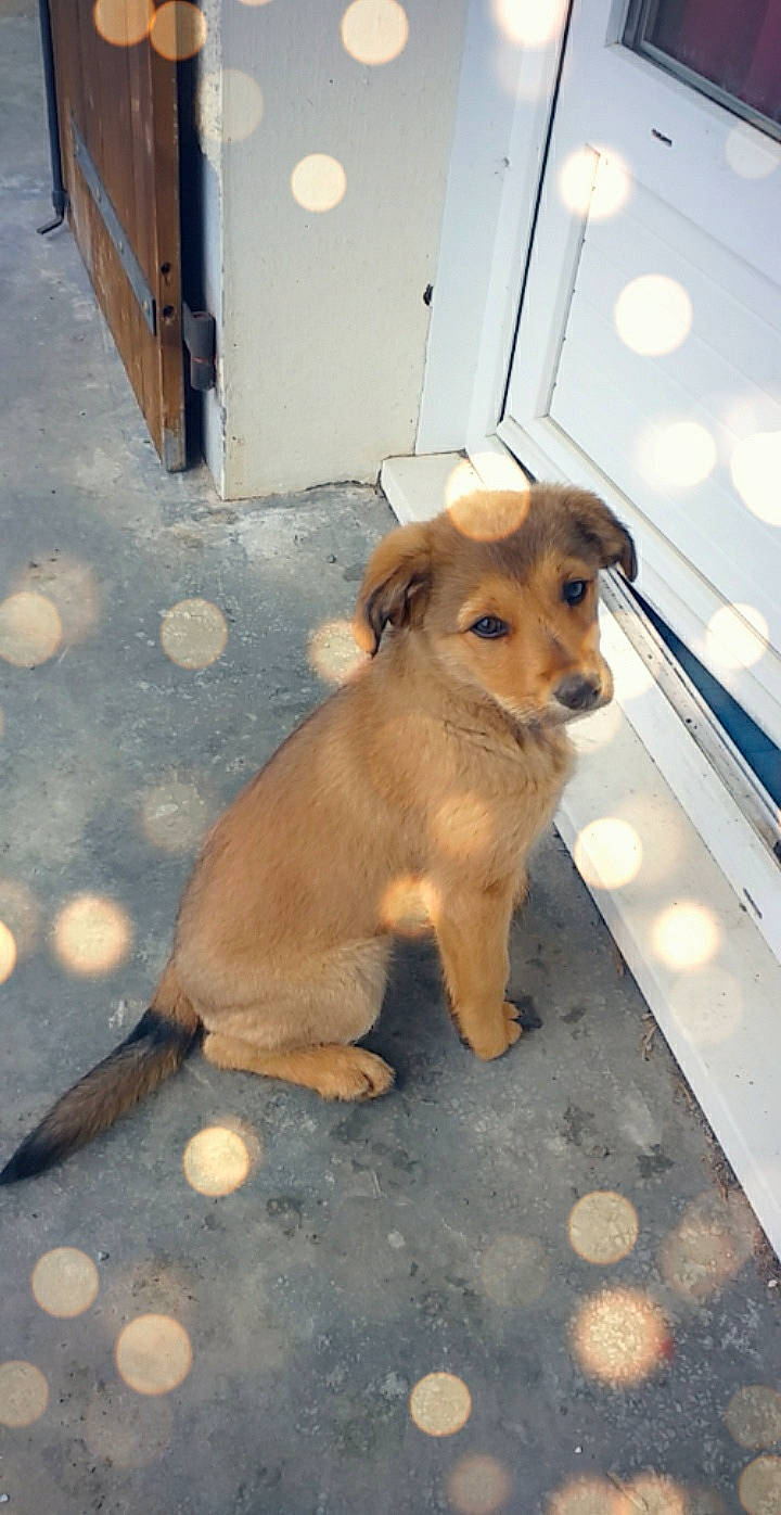 Sheila participe au concours pour gagner de l'argent avec cette photo : canidae, carnivore, companion_dog, dog, dog_breed, fawn, mammal, potcake_dog, puppy, rare_breed_dog, small_greek_domestic_dog, snout, sporting_group, street_dog, working_dog