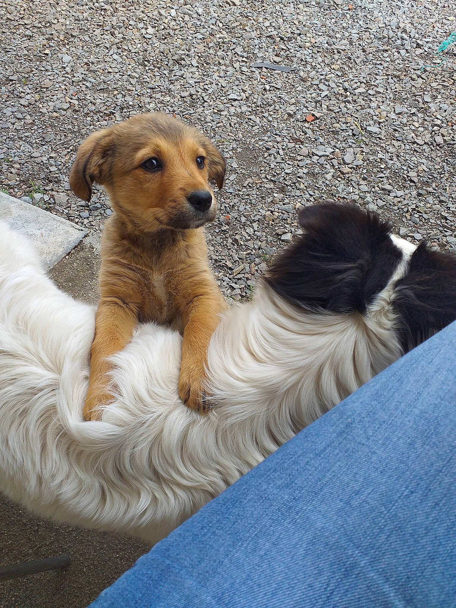 Sheila participe au concours pour gagner de l'argent avec cette photo : border_terrier, canidae, carnivore, companion_dog, dog, dog_breed, fawn, mammal, norfolk_terrier, puppy, sporting_group, street_dog, vertebrate