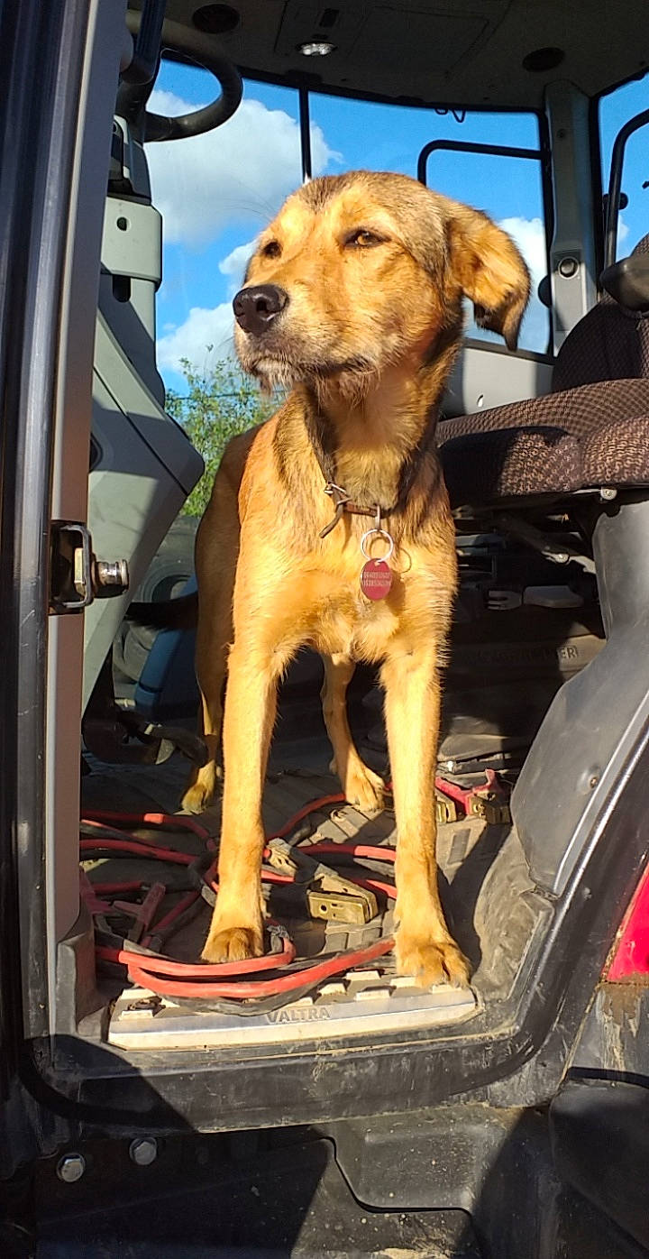 Sheila a rejoint le concours — aidez-le/la à gagner de superbes lots ! canidae, car, carnivore, dog, dog_breed, fawn, feist, hunting_dog, mammal, mountain_cur, snout, sporting_group, street_dog, vehicle, vehicle_door