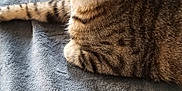 Roony participe au concours pour gagner de l'argent avec cette photo : cat, tabby, pet, animal, feline, domestic_cat, whiskers, ears, eyes, fur, resting, indoor, blanket, texture, close_up, cute, looking_at_camera, soft, comfort, relaxed