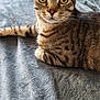 cat, tabby, pet, animal, feline, domestic_cat, whiskers, ears, eyes, fur, resting, indoor, blanket, texture, close_up, cute, looking_at_camera, soft, comfort, relaxed