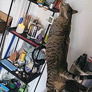 Roony a rejoint le concours — aidez-le/la à gagner de superbes lots ! candle, cat, cozy, curiosity, curious, decor, domestic_cat, furniture, head_turn, home, household_items, indoor, knick_knacks, plant, potted_plant, room, shelf, standing_cat, tabby_cat, wooden_dresser