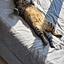 cat, tabby_cat, bed, white_bedspread, sunlight, indoor, furniture, dresser, floor, patterned_rug, relaxed, pet, animal, sleeping_position, cozy, domestic, fur, whiskers, paws, resting
