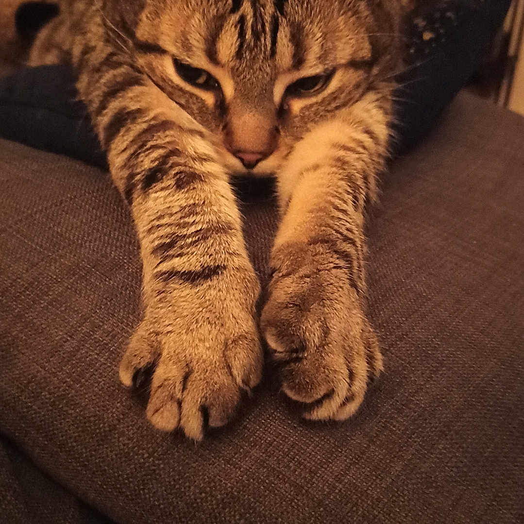 Roony participe au concours pour gagner de l'argent avec cette photo : animal, brown, cat, closeup, comfort, cozy, cushion, ears, feline, fur, home, indoor, paws, pet, relaxed, resting, stretching, striped, tabby, whiskers