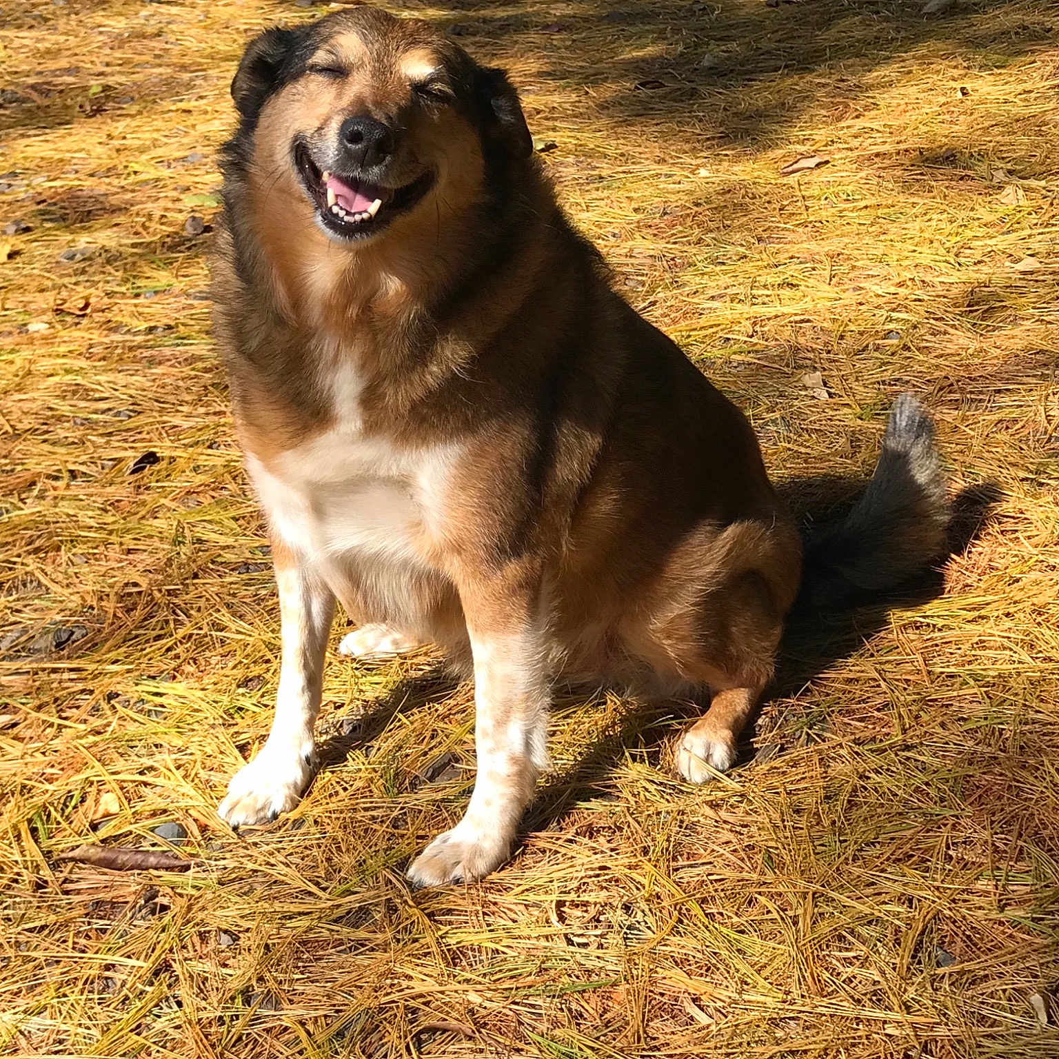 Biscuit