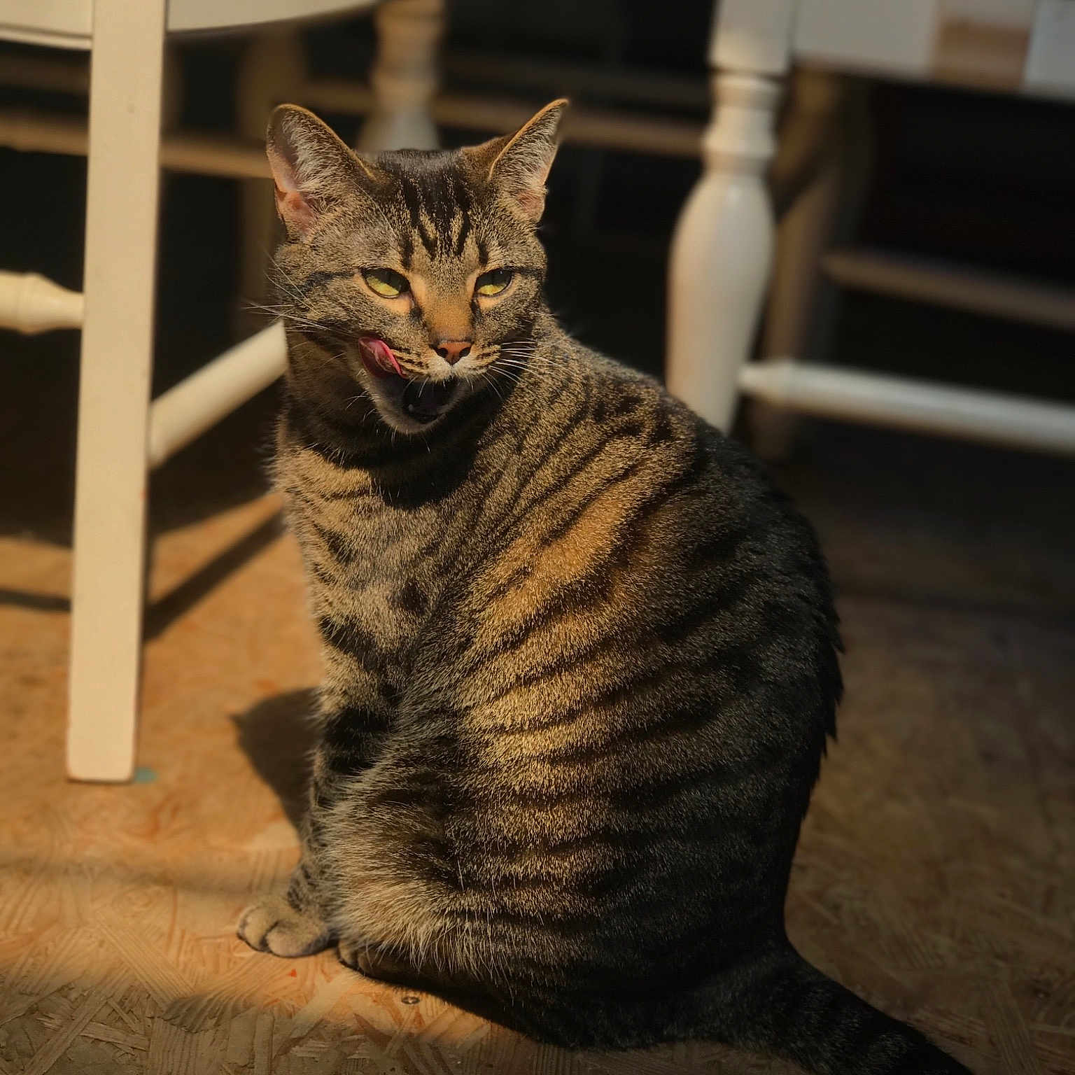 Bazil joined the competition — help win amazing prizes! asian, california_spangled, carnivoran, cat, cat_like_mammal, claw, domestic_short_haired_cat, dragon_li, egyptian_mau, european_shorthair, fauna, fur, mammal, ocicat, small_to_medium_sized_cats, snout, tabby_cat, whiskers, wild_cat