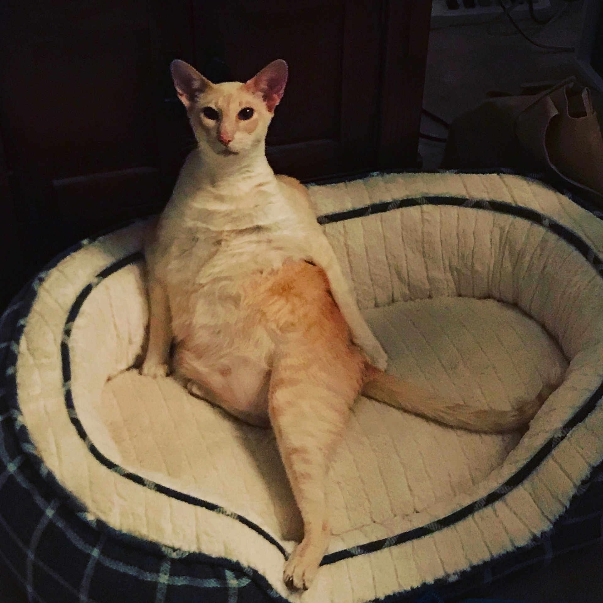 Stuart