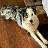dog, canine, pet, australian_shepherd, blue_eye, tongue_out, lying_down, floor, wooden_floor, indoor, carpet, fur, friendly, playful, animal, mammal, household, domestic_animal, companion, cute