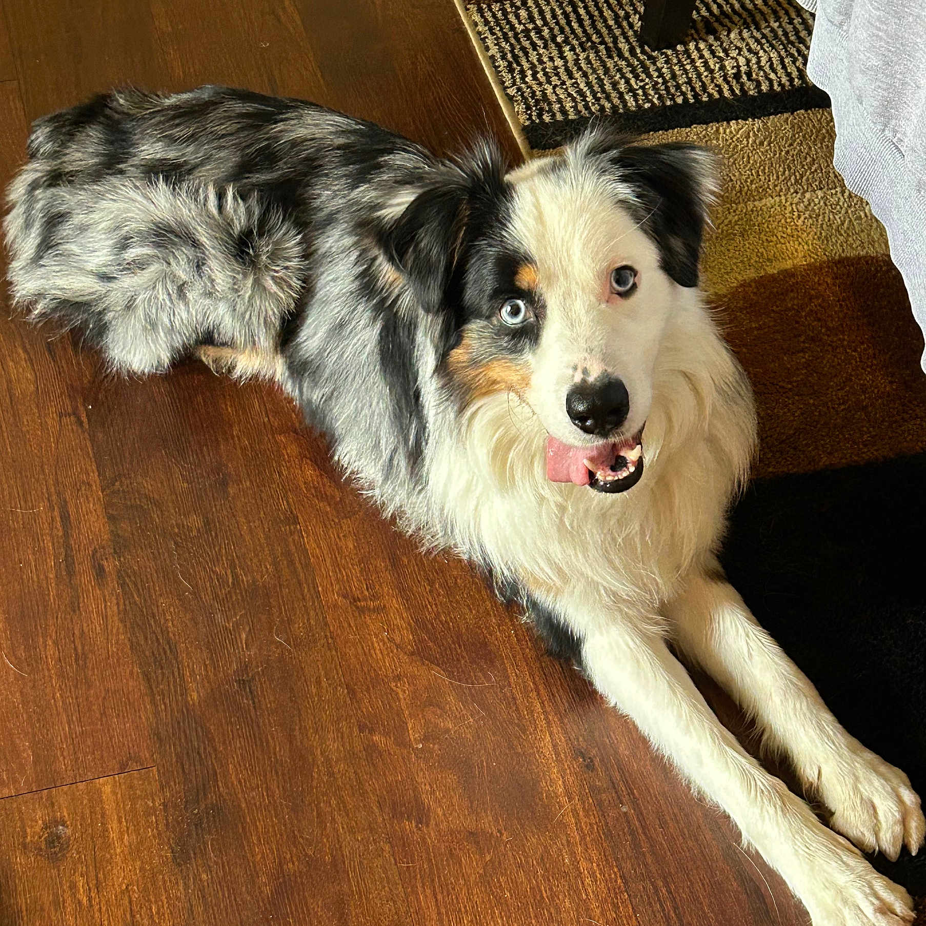 Lyrik joined the competition — help win amazing prizes! dog, canine, pet, australian_shepherd, blue_eye, tongue_out, lying_down, floor, wooden_floor, indoor, carpet, fur, friendly, playful, animal, mammal, household, domestic_animal, companion, cute