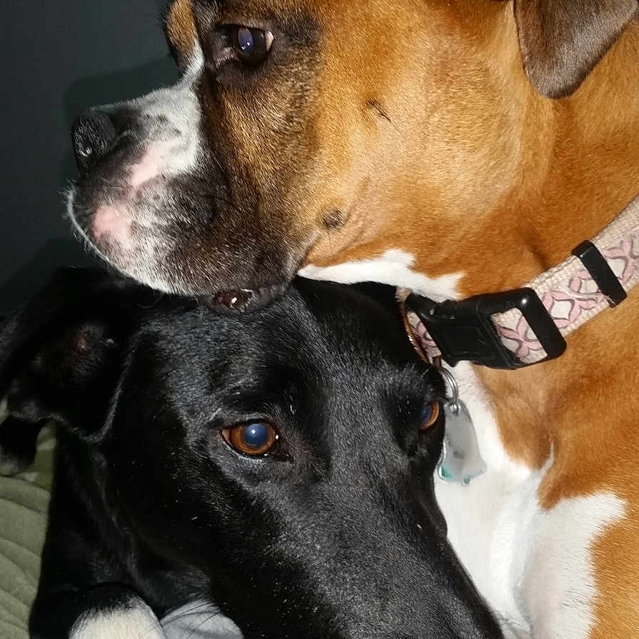 Bonita And Scrubby joined the competition — help win amazing prizes! animal, appenzeller, beagle, boxer, bulldog, canine, dog, greatdane, hound, labradorretriever, pet, pitbull, pointer, puppy, snout