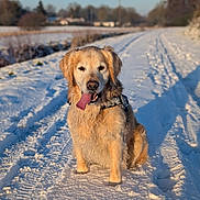 Oliver participe au concours pour gagner de l'argent avec cette photo : animal, country_road, dog, fluffy, frost, golden_retriever, happy, landscape, outdoor, pet, portrait, rural, sitting, snow, snowy_path, sunlight, tire_tracks, tongue_out, trees, winter