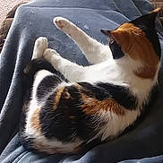 Zarra is registered to the contest to win money with this photo: cat, calico, indoor, blanket, cozy, resting, feline, pet, fur, legs, comfort, relaxation, animal, home, carpet, living_room, orange, black, white, paw