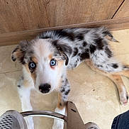 Blue is registered to the contest to win money with this photo: puppy, dog, blue_eyes, floor, wooden_cabinet, white_sneakers, chair_leg, curious, pet, indoor, marble_floor, spotted_fur, lying_down, young_dog, domestic_animal, looking_up, cute, animal, snout, ears
