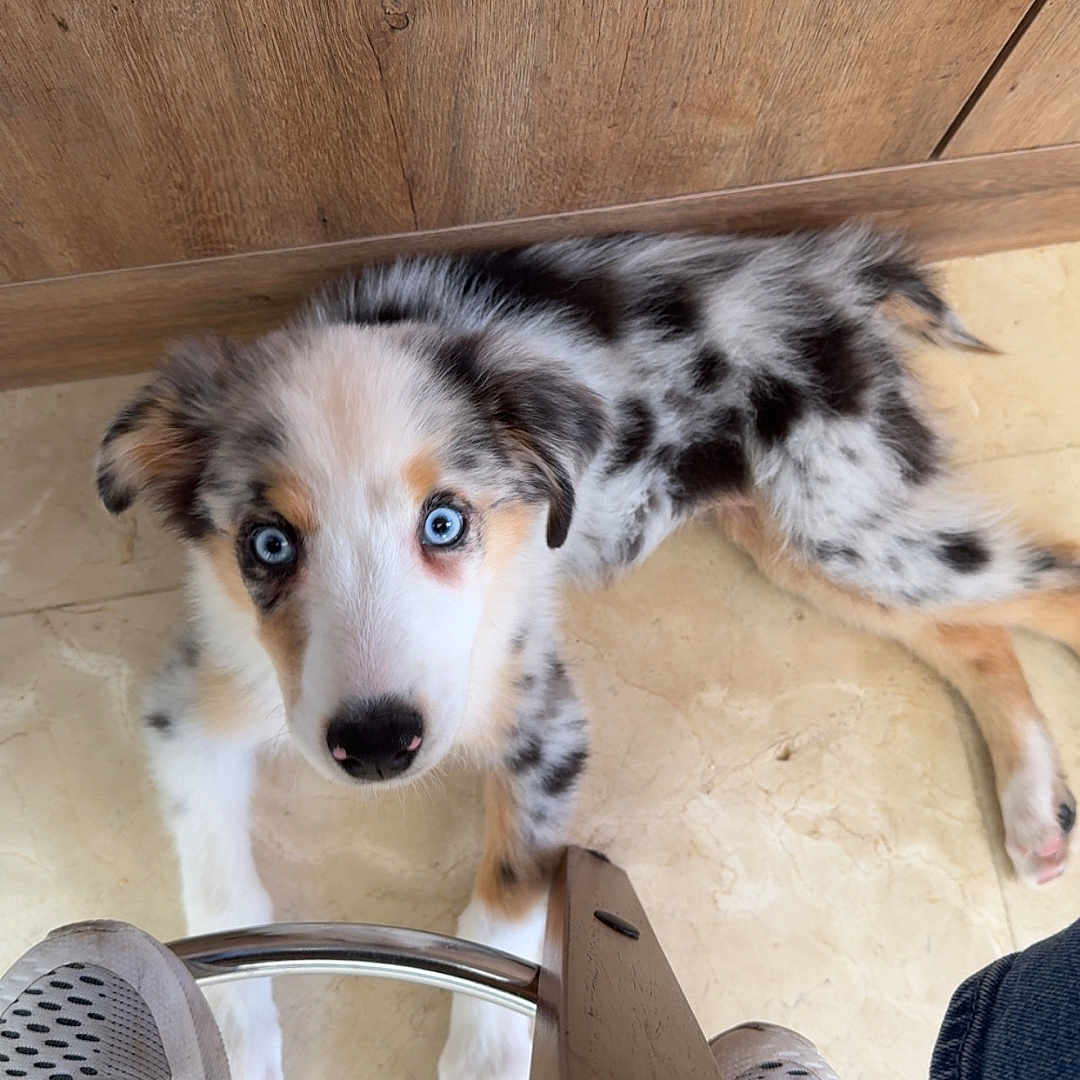 Blue is registered to the contest to win money with this photo: animal, blue_eyes, chair_leg, curious, cute, dog, domestic_animal, ears, floor, indoor, looking_up, lying_down, marble_floor, pet, puppy, snout, spotted_fur, white_sneakers, wooden_cabinet, young_dog