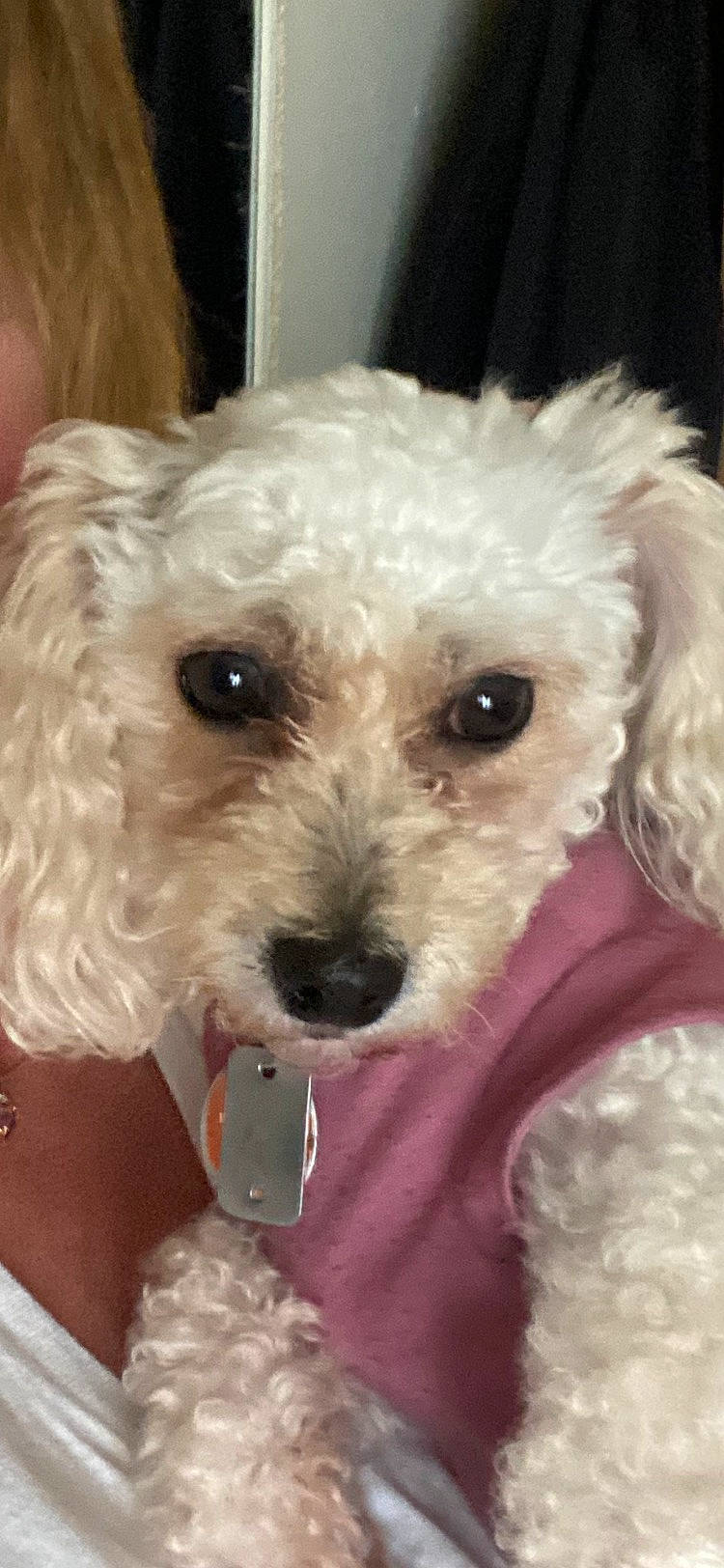 Princess joined the competition — help win amazing prizes! canidae, carnivore, collar, companion_dog, dog, dog_breed, dog_clothes, dog_collar, dog_supply, fur, labradoodle, pet_supply, poodle, small_terrier, snout, terrier, toy, toy_dog, water_dog, working_animal