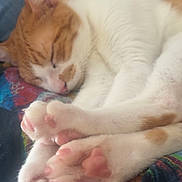 Tie Rod is registered to the contest to win money with this photo: cat, sleeping, paw_pads, ginger, white, fur, cozy, relaxation, blanket, jeans, closeup, pet, animal, napping, soft, indoor, cute, resting, pink_paws, domestic_cat