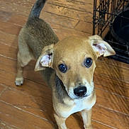 Kenzo joined the competition — help win amazing prizes! puppy, dog, brown, wooden_floor, indoor, pet, canine, young, ears, eyes, tail, crate, blanket, looking_up, fur, cute, animal, domestic, floor, standing