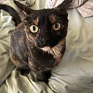 Pepper is registered to the contest to win money with this photo: cat, tortoiseshell_cat, pet, animal, feline, bed, blanket, sheet, indoor, curious, whiskers, ears, eyes, fur, looking_up, domestic_animal, cute, mammal, closeup, resting