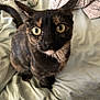 cat, tortoiseshell_cat, pet, animal, feline, bed, blanket, sheet, indoor, curious, whiskers, ears, eyes, fur, looking_up, domestic_animal, cute, mammal, closeup, resting