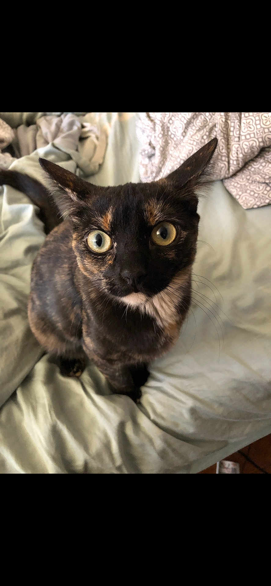 Pepper is registered to the contest to win money with this photo: cat, tortoiseshell_cat, pet, animal, feline, bed, blanket, sheet, indoor, curious, whiskers, ears, eyes, fur, looking_up, domestic_animal, cute, mammal, closeup, resting