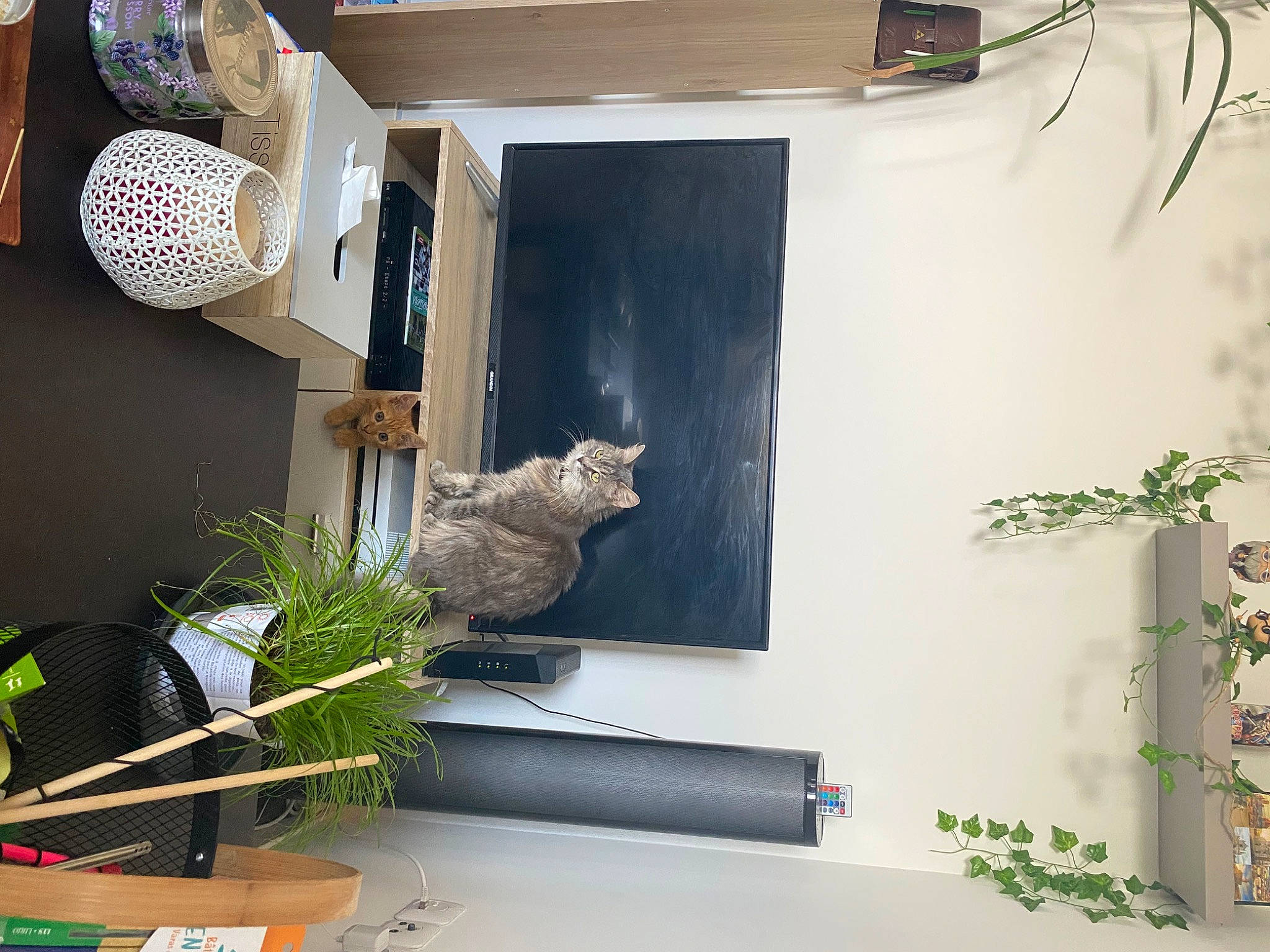 Loki participe au concours pour gagner de l'argent avec cette photo : building, carnivore, cat, felidae, flowerpot, grass, house, houseplant, interior_design, line, plant, property, room, shelf, shelving, small_to_medium_sized_cats, tail, vertebrate, window, wood