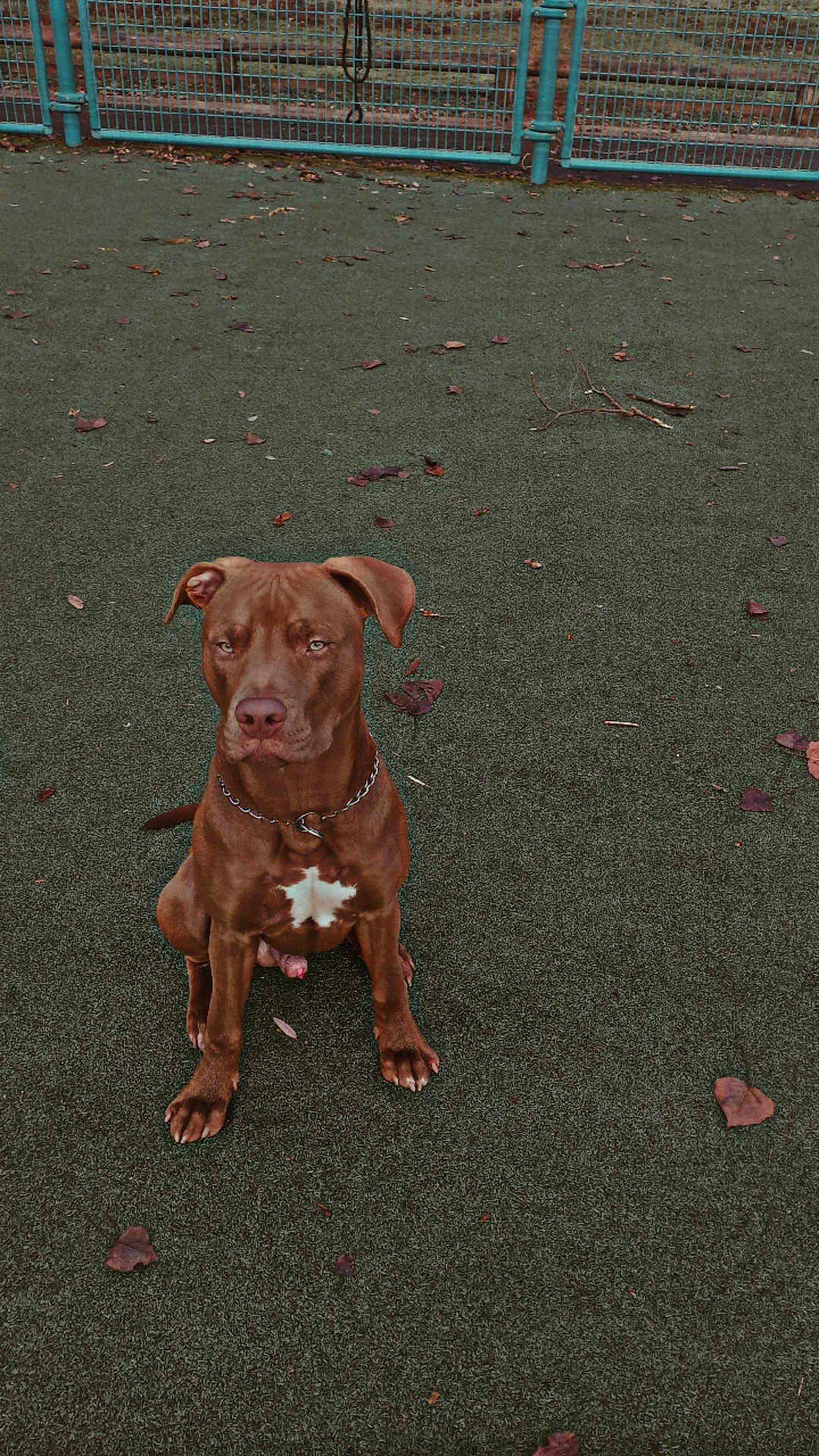 Pablo participe au concours pour gagner de l'argent avec cette photo : dog, brown_dog, sitting, outdoor, fence, leaves, green_surface, pet, canine, collar, chain, alert, animal, nature, yard, quiet, alone, daytime, guard, ears
