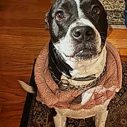 Koda joined the competition — help win amazing prizes! dog, pet, santa_hat, towel, chain_collar, hardwood_floor, area_rug, indoor, portrait, brown_eyes, black_and_white, sitting, paws, looking_up, closeup, curious_expression, cozy, home, floorboard, festive