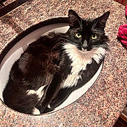Charles joined the competition — help win amazing prizes! cat, tuxedo_cat, sink, bathroom, countertop, faucet, towel, whiskers, green_eyes, black_and_white, fur, indoor, pet, resting, curled_up, porcelain, marble_countertop, closeup, ears, curious