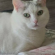 Daisy joined the competition — help win amazing prizes! cat, white_cat, green_eyes, pet, indoor, bedspread, floral_pattern, fur, animal, closeup, portrait, resting, feline, domestic_cat, calm, cute, whiskers, ears, pink_nose, soft_light