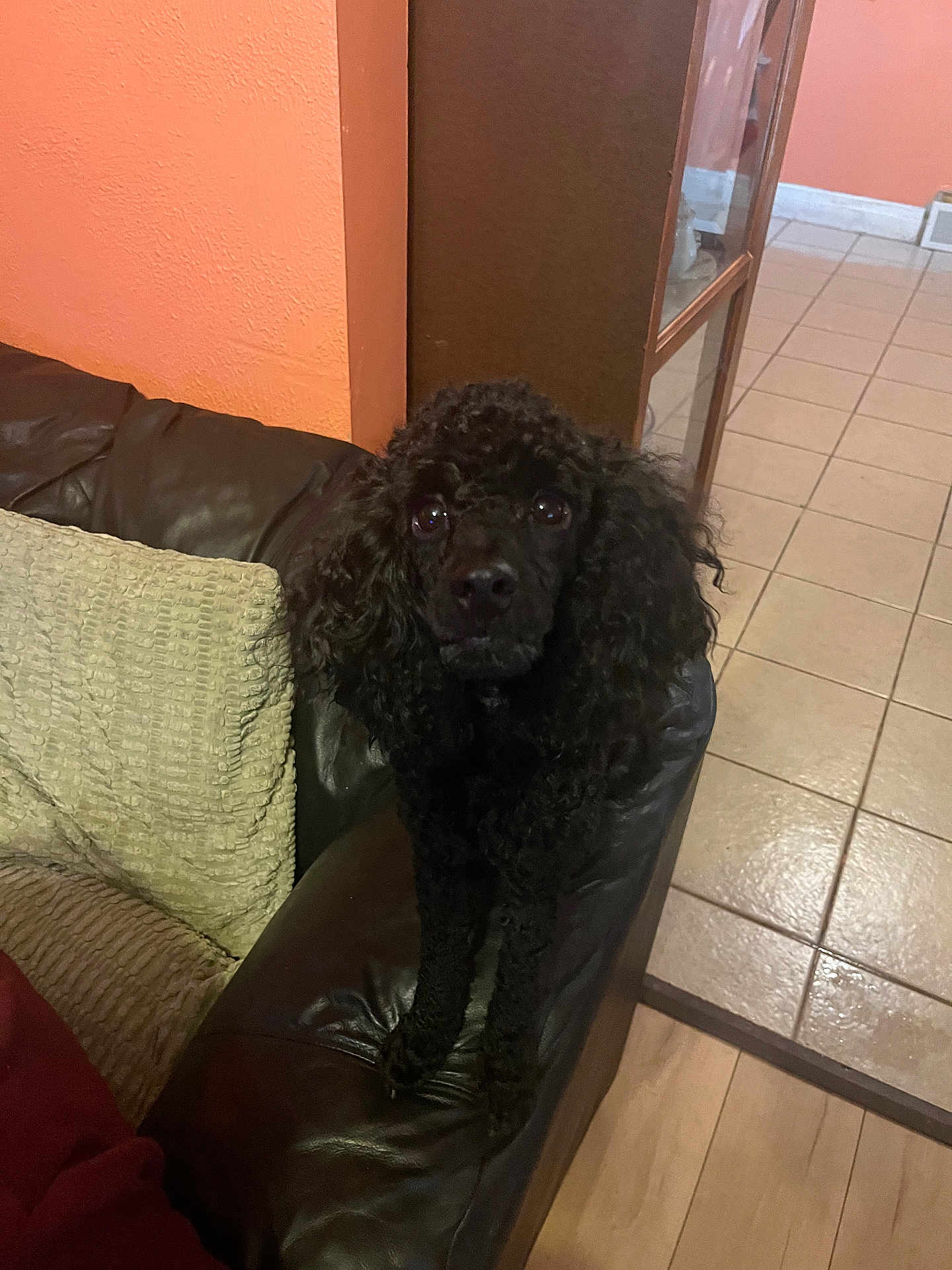 Daisy is registered to the contest to win money with this photo: dog, poodle, black_dog, leather_couch, indoor, pet, curious, animal, floor_tiles, cushion, armrest, home, wall, brown, furniture, looking, eyes, standing, cozy, living_room