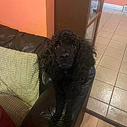 Chumi joined the competition — help win amazing prizes! dog, poodle, black_dog, leather_couch, indoor, pet, curious, animal, floor_tiles, cushion, armrest, home, wall, brown, furniture, looking, eyes, standing, cozy, living_room