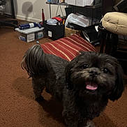 Jolene joined the competition — help win amazing prizes! dog, small_dog, pet, indoor, carpet, happy, tongue_out, fur, tail, office, chair, storage_box, shelf, red_cushion, brown_carpet, room, floor, furniture, animal, domestic