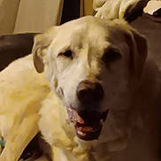 Hank is registered to the contest to win money with this photo: dog, indoor, pet, light_fur, relaxed, mouth_open, lying_down, curtain, household, canine, animal, companion, furniture, cozy, domestic, friendly, face, fur, resting, mammal