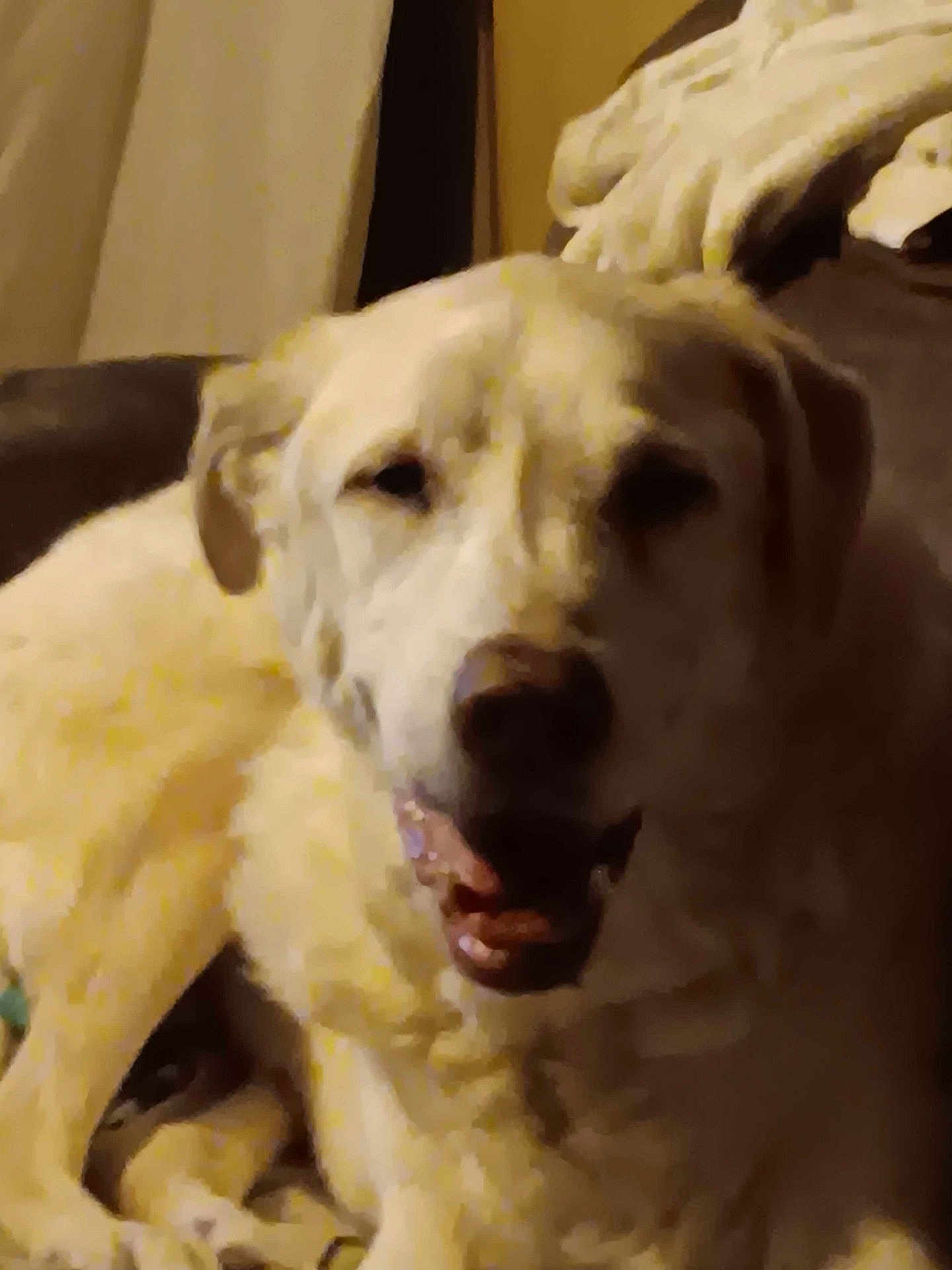 Hank