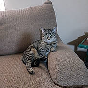 Madi is registered to the contest to win money with this photo: cat, tabby_cat, feline, pet, animal, indoor, armchair, beige, cozy, relaxed, green_eyes, looking, sitting, furniture, home, domestic, cute, whiskers, paw, texture