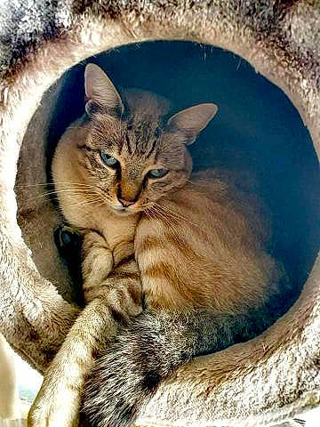 Mihos participe au concours pour gagner de l'argent avec cette photo : art, carnivore, cat, claw, domestic_short_haired_cat, fawn, felidae, fur, organism, paw, plant, small_to_medium_sized_cats, snout, tail, terrestrial_animal, tree, whiskers, wildlife